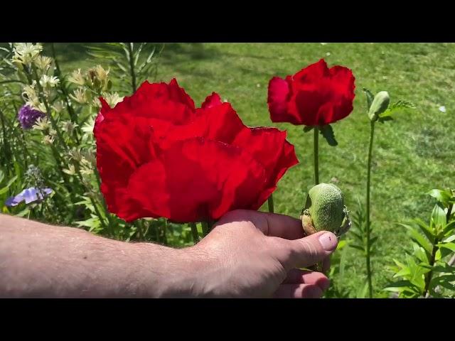 Giant Poppy, Papaver Oriental Beauty of Livermore