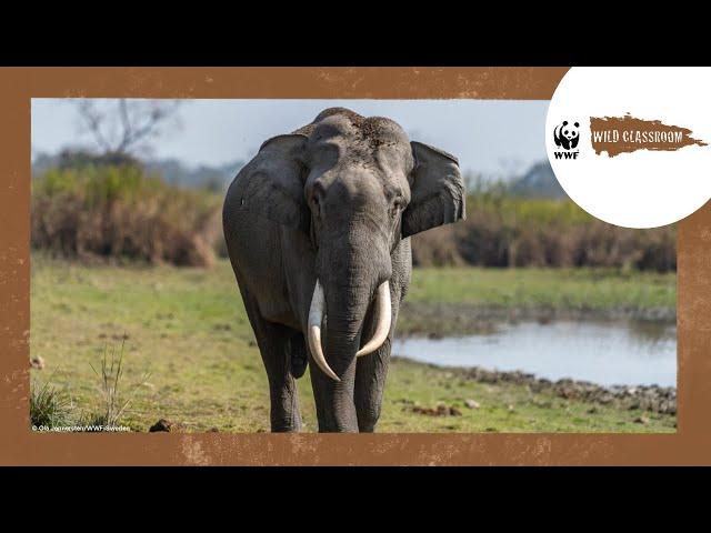 All About Elephants
