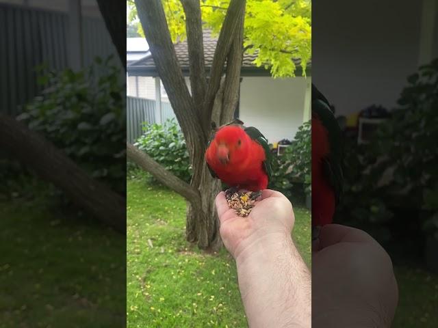 Can you tell the king parrot’s like sunflower seeds? #birdsofaustralia #parrot #birdlifeaustralia