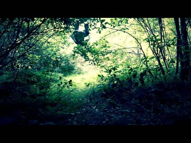 Oleg - GO Forest