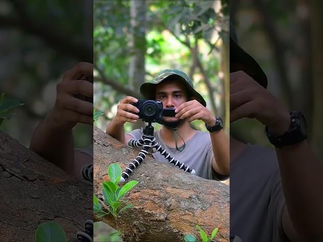 Nikon Z30 | #vlog  #shorts  #vlogingcamera  #youtubeshorts  #nature  #wildlifephotography