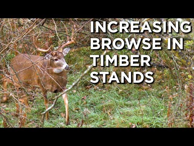 Increasing Deer Forage In Timber Stands | Habitat Management