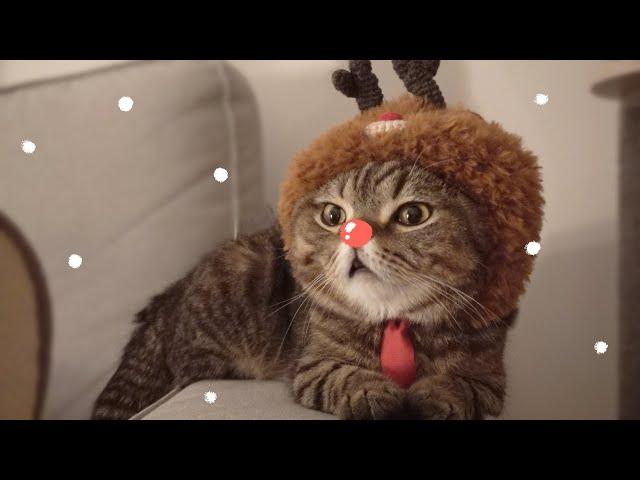 Thanks for 8 Wonderful Christmas Holidays on YouTube with My Cats!(ENG SUB)