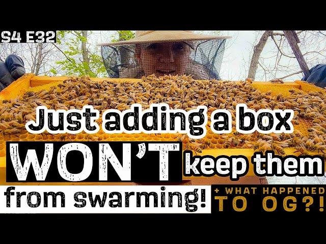  SHE’s BACK!!!! + how I’m keeping my bees from SWARMING / Beekeeping 101 #beekeeping