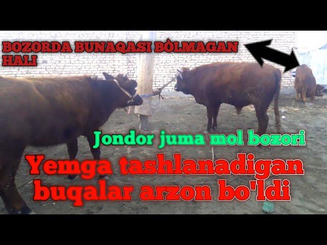 Jondor dalmundagi juma  mol bozori yemga tashlanadigan buqalar 24 12 2021