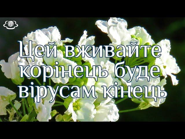 Цей вживайте корінець буде вірусам кінець