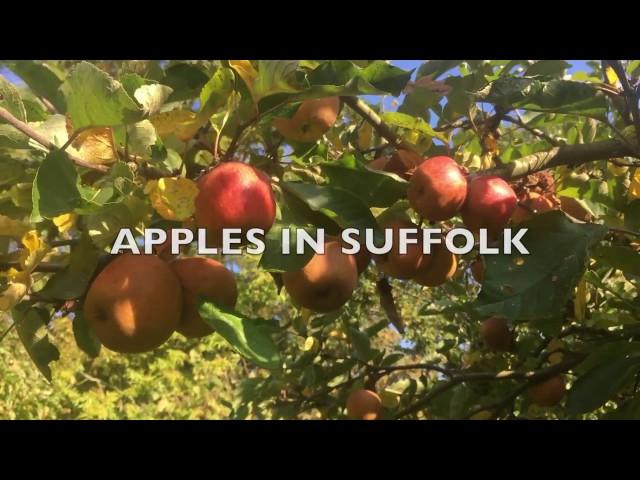 Apple Varieties UK