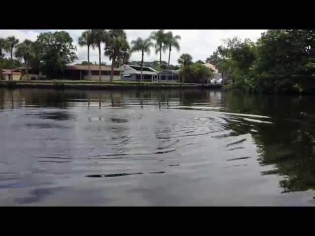 Manatee surfacing in canal in Fort Myers, Florida