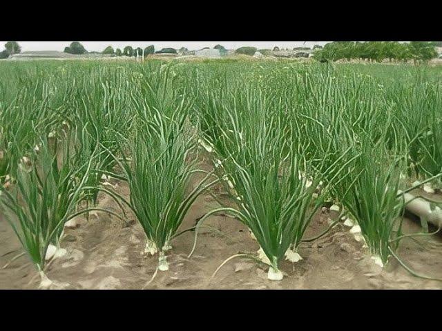 Garlic farming | Lahsun ki kheti | लहसुन की खेती | lahsun ki kheti kaise karen