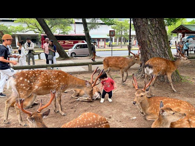 [外国人観光客] 奈良の鹿が襲った赤ちゃんを見て | 奈良公園 | 奈良鹿公園 | 奈良公園 鹿 | 奈良の鹿| 奈良鹿 | たくさんの鹿がいて嬉しい外国: 人観光客奈良公園 Nara