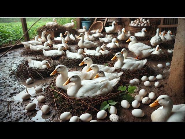 How to Raise Ducks for Eggs Effectively - Collecting Duck Eggs & Business