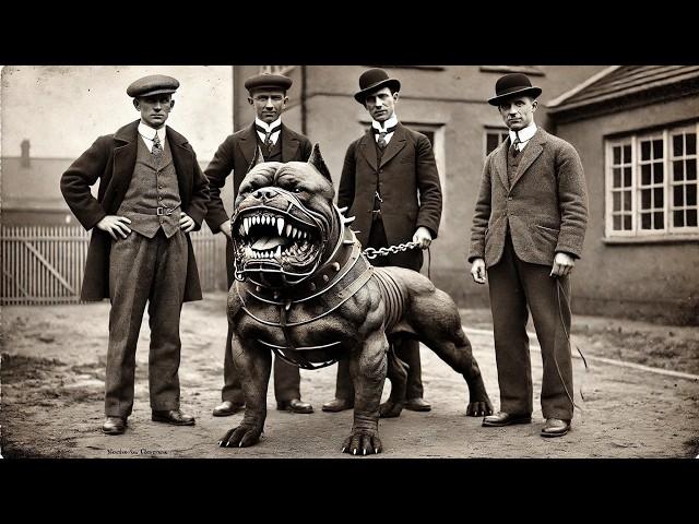 20 Extinct Dogs That Are The Fathers of Most Popular Breeds Today