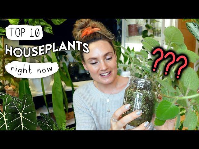 My TOP 10 Favourite Houseplants Right Now 