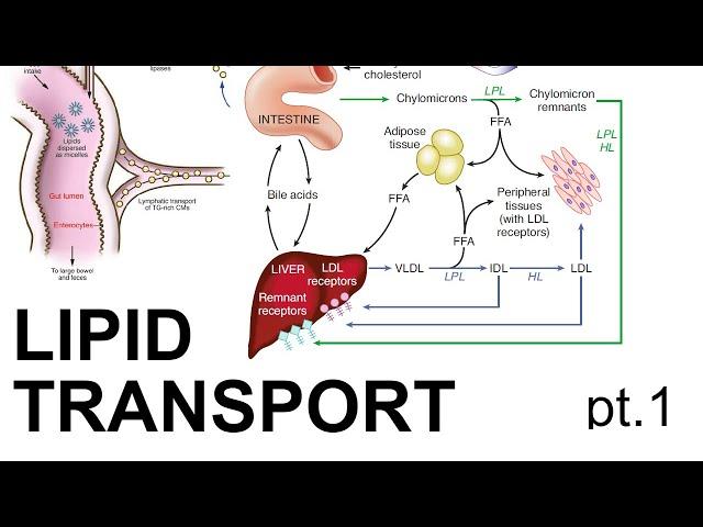 Lipid Transport (pt. 1)