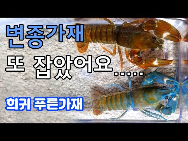 Rare Blue Signal Crayfish Found