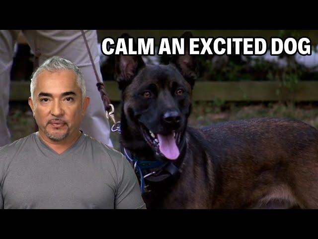 How To Calm A Belgian Malinois Dog | Dog Nation Episode 7 - Part 3