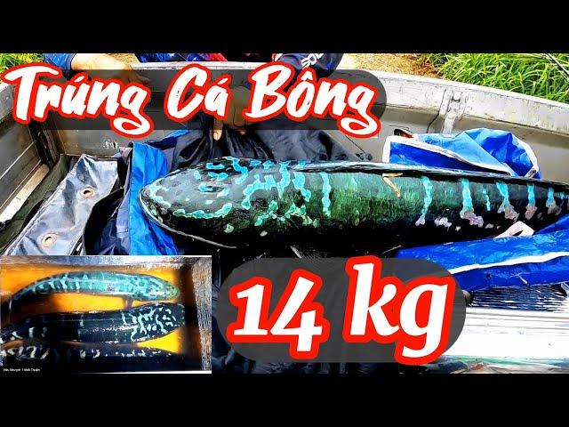 Câu cá lóc bông _ trúng ngay hàng khủng/ @huukhuynhkiengiang ( tập 93)