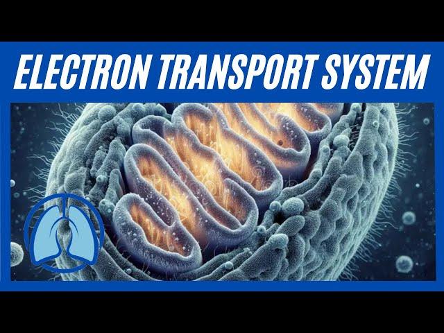 Electron Transport System Simplified: Understanding the Essentials of ATP Production