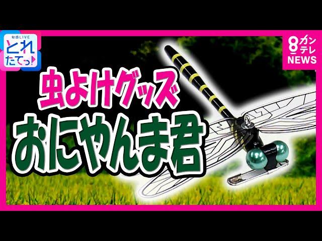 「おもしろいぐらい虫が減る」アイデアグッズ「おにやんま君」　効果は本当にあるのか？社長直撃｜旬感LIVE とれたてっ!〈カンテレNEWS〉