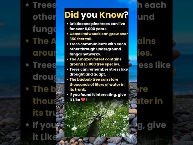 Did you know "Bristlecone Pine Trees can live over 5000 years"?