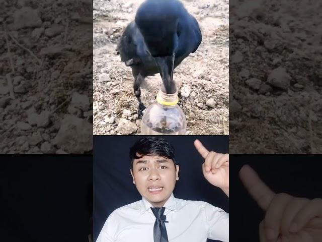 BURUNG GAGAK YANG HORROR TERNYATA PINTER |Susilo ok #shorts