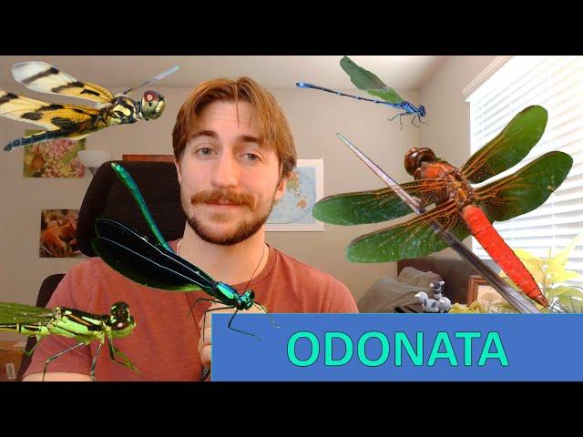 Odonata: Dragonflies and Damselflies - Order Spotlight