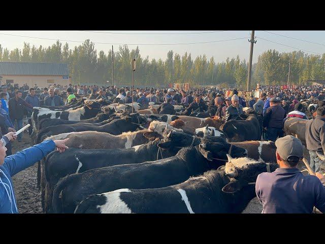 Beshariq mol bozori semiz boqma va yosh buqalar narhlari 20.10.2024yil