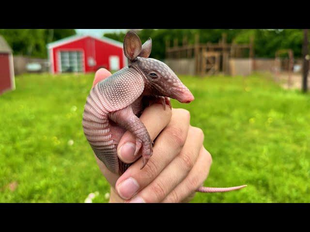 How to Rescue a Baby Armadillo (leprosy speedrun)