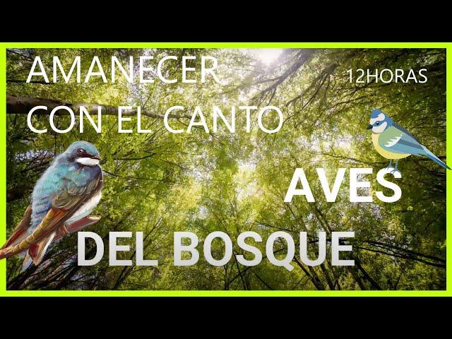 RELAXING NATURE sounds BIRDS SINGING in the morning forest  [12 HOURS] 