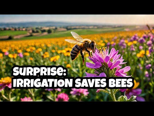 How Irrigation is Saving Our Bees