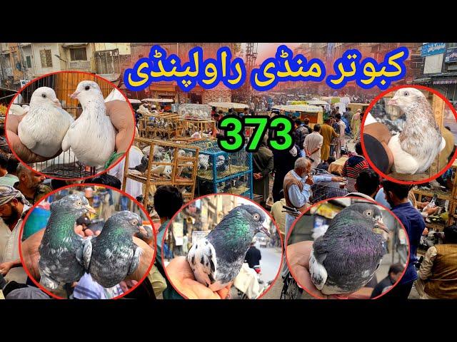 373 | Kabootar Mandi Rawalpindi | Latest Update High Flying Pigeon Market Price 16/11/2024 !