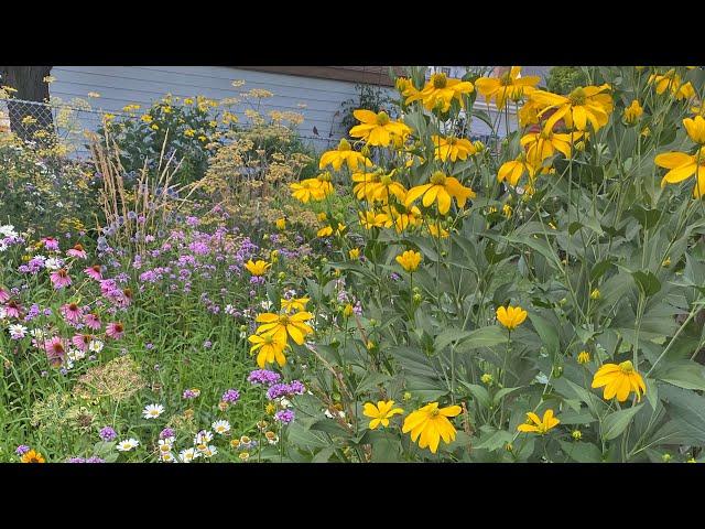 Rudbeckia 'Herbstsonne'