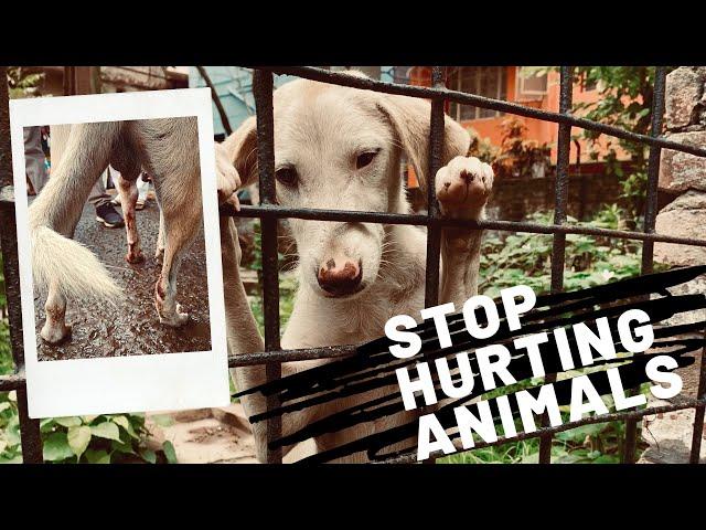 Stop Hurting Animals a shot film by Rivu Sourav Banerjee