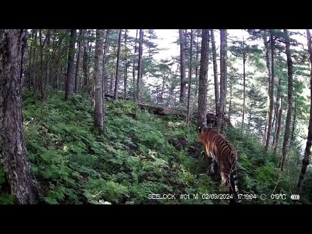 Siberian tiger and black bear in the same place.