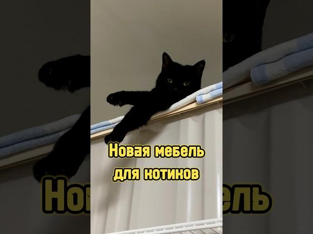 Новая мебель для котиков  #питомцы #котики #кот #кошка #cat