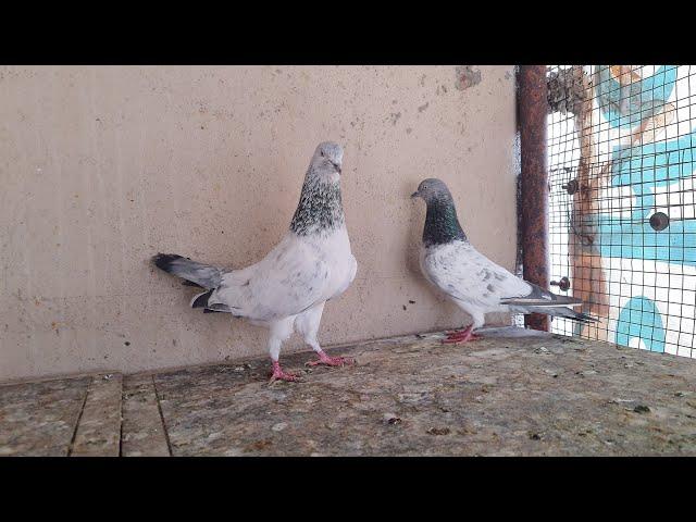 #sa_pigons_gondal #kabootar bhura bajre kabootar for sale gondal Gujrat mo..8153832532