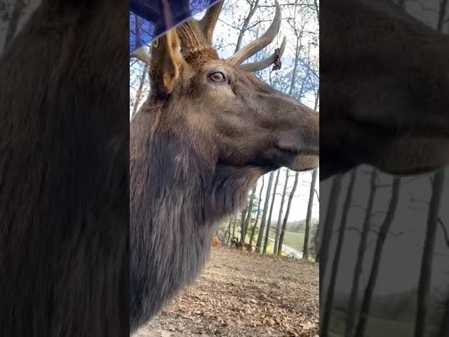 Moose Sings a Christmas Carol!