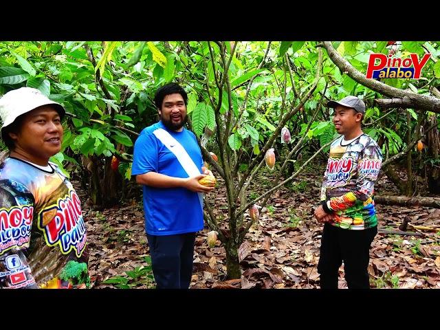 Cacao Farmer Hero Paano  Umasenso sa Cacao Farming? Panoorin ang Diskarte