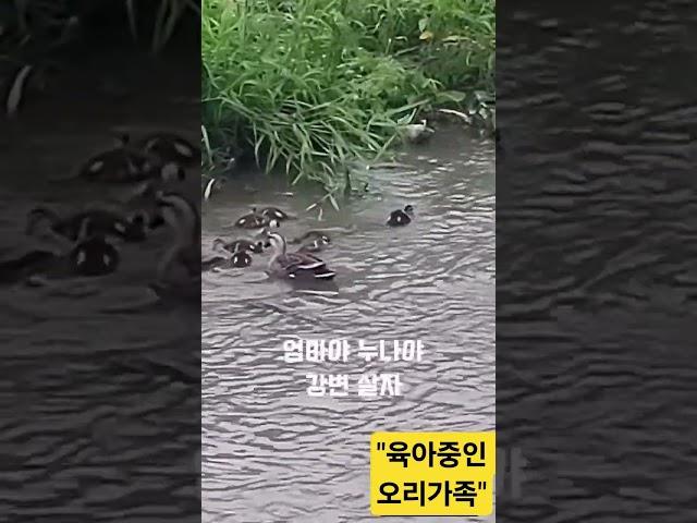 육아중인 오리가족 #엄마야 누나야 강변살자#아이미