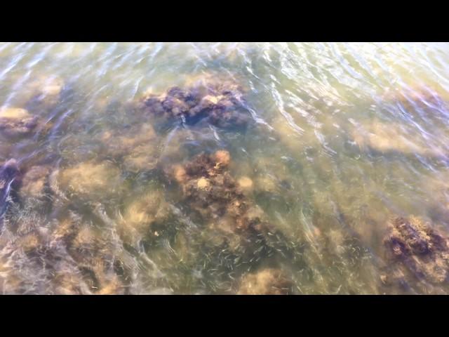 Crabs and Small Fish in the Banana River Lagoon in 4k UHD