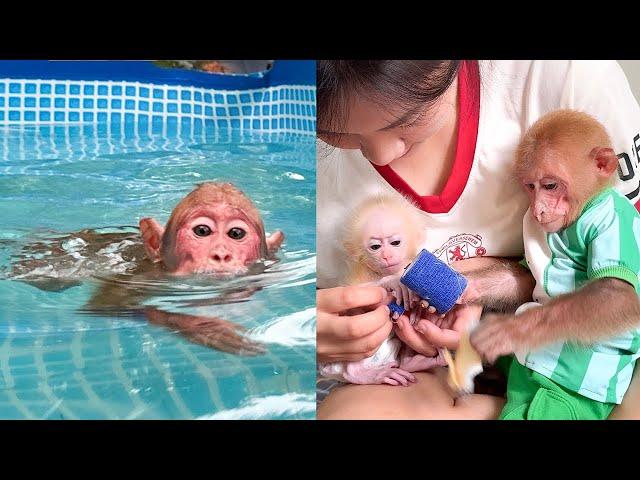 Bibi went swimming by himself while Mom was busy treating baby monkey's wound!