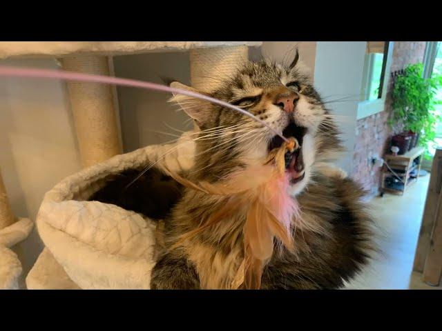 Maine Coon Cat Pictures That’ll Make You Laugh 