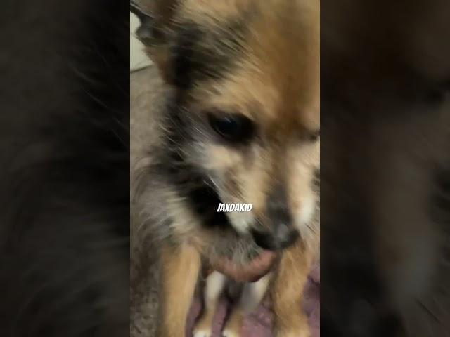 The dog ￼