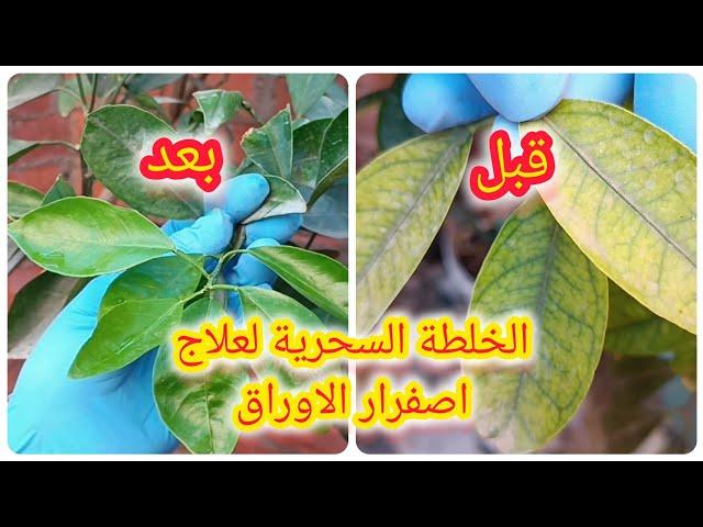 علاج اصفرار الاوراق مهما كان السبب ( عمل سماد الحديد )