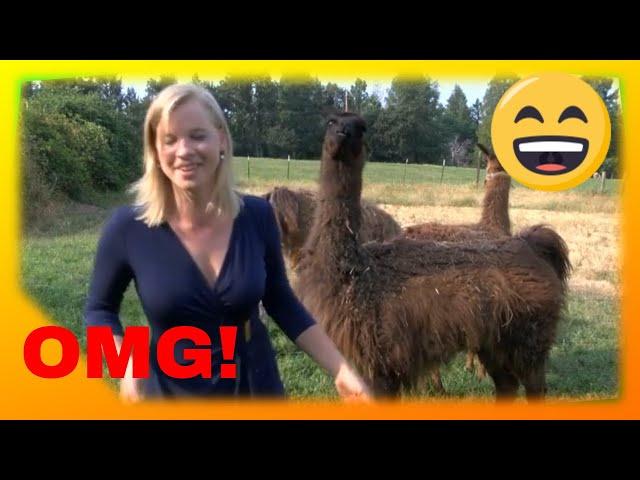 LLAMA *SPITS* ON TV NEWS REPORTER