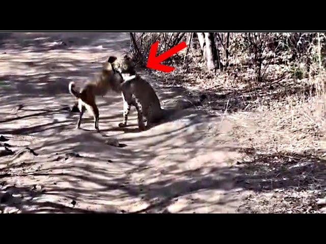 Dog vs Leopard | Dog survives leopard attack!!!