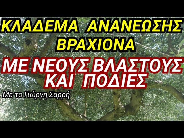 Κλάδεμα Ανανέωσης Βραχίονα- Με Νέους Βλαστούς Και Ποδιές