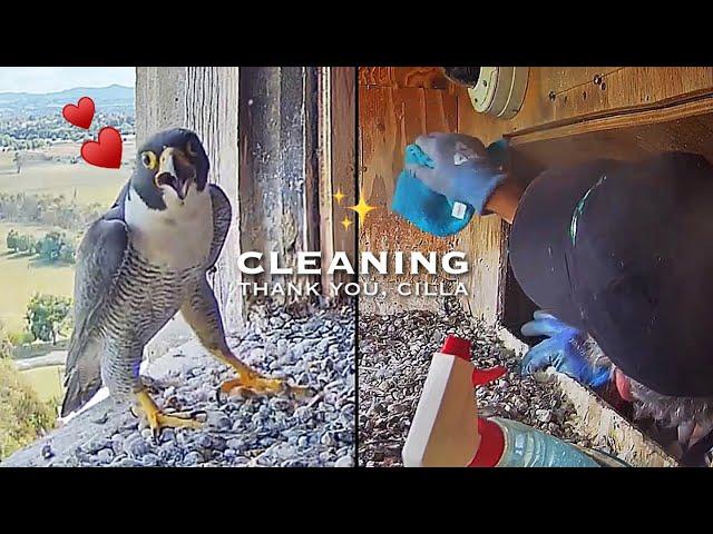 #287Falcon Nest ／Box Camera - FalconCam Project LIVE