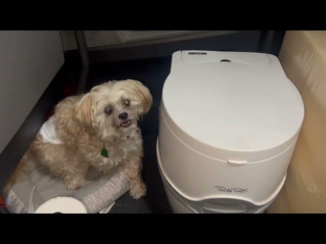 Rusty gets to share chips with bean and cheese dip!