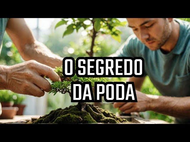  COMO PODAR BONSAI – MOMENTO CORRETO PARA PODAR GALHOS?  #PodaBonsai